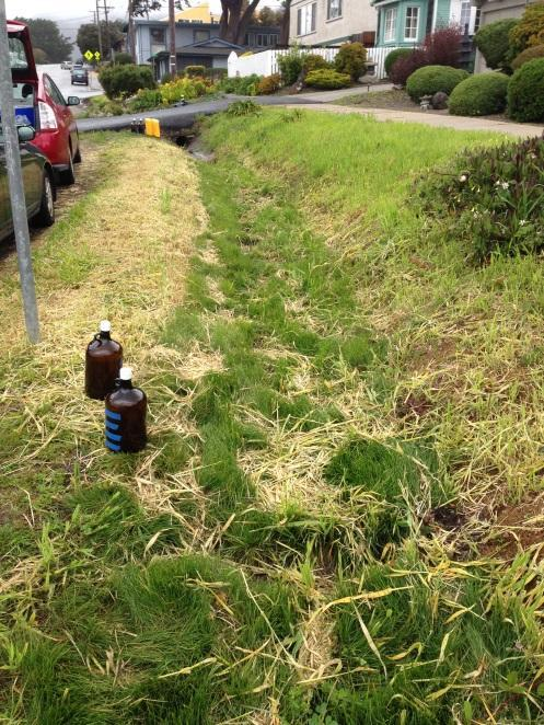 Vegetated swale in Moss Beach, San Mateo County, California (Source: Nicole David)